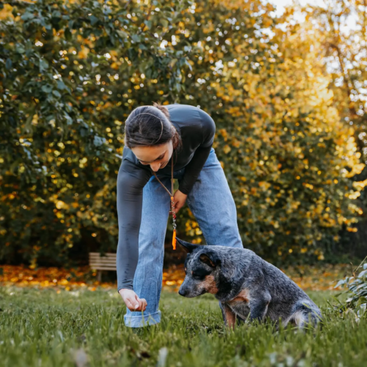 Hund beim Hundetraining