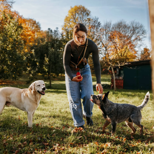 Hunde beim Hundetraining