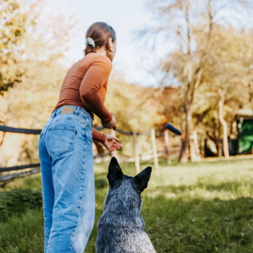 Hund beim Hundetraining