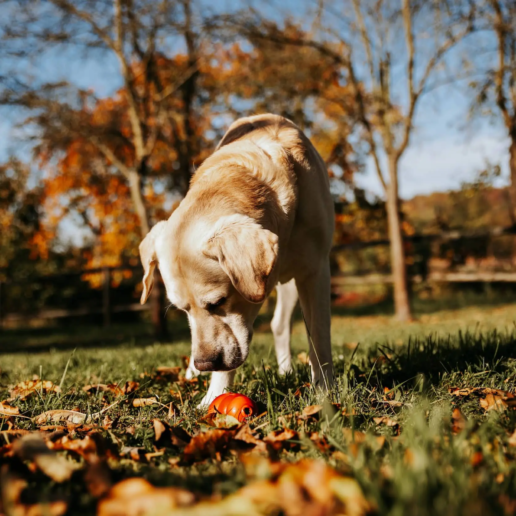 Hund beim Hundetraining