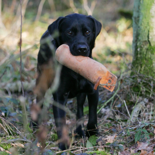 Kim Hund Foto